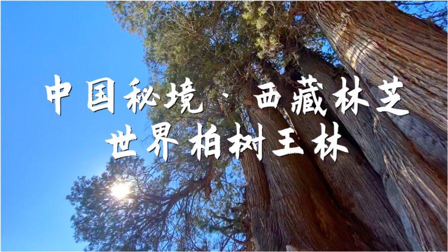 小汪汪